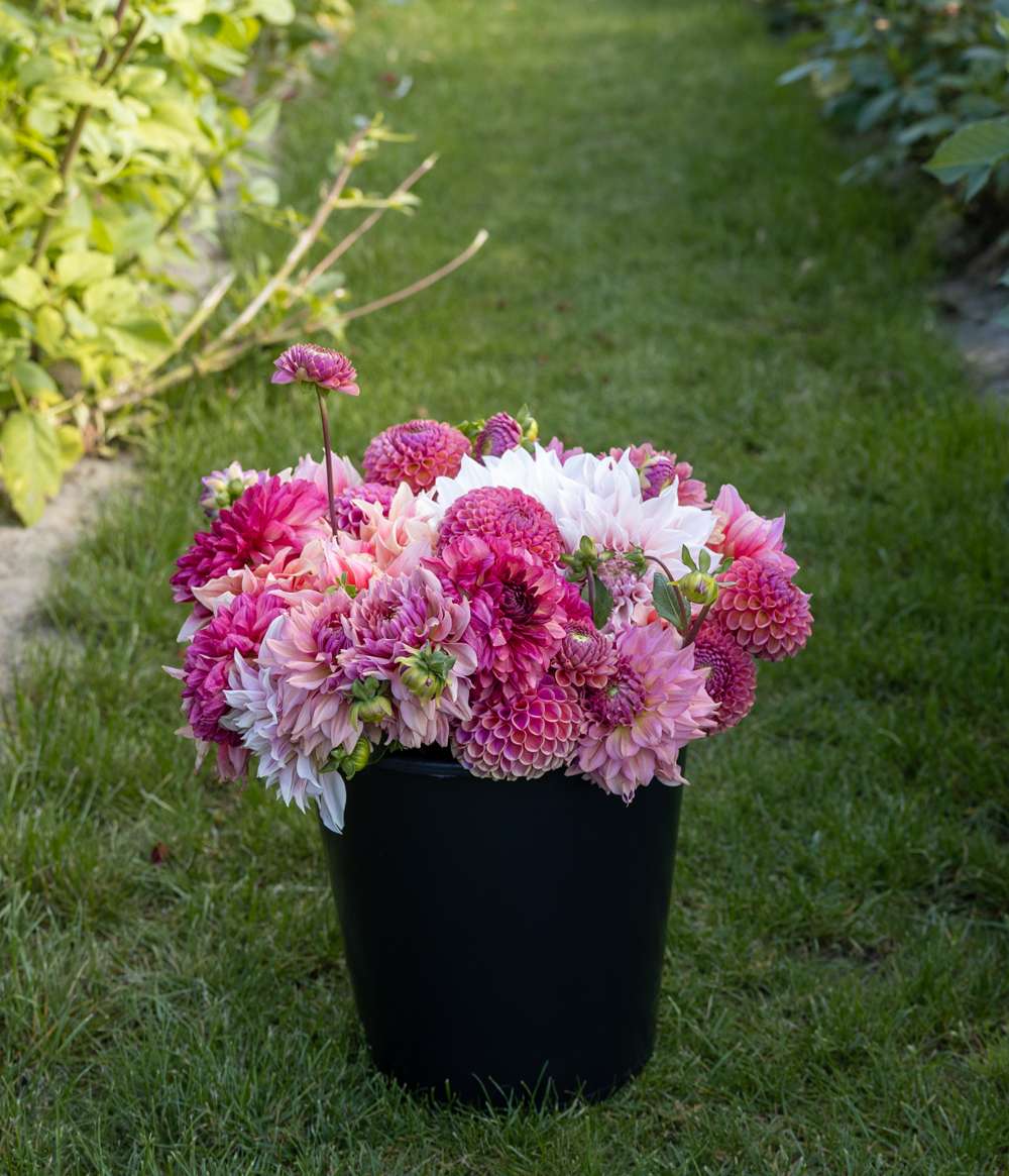 Dahliamix 'Dusty Rose'